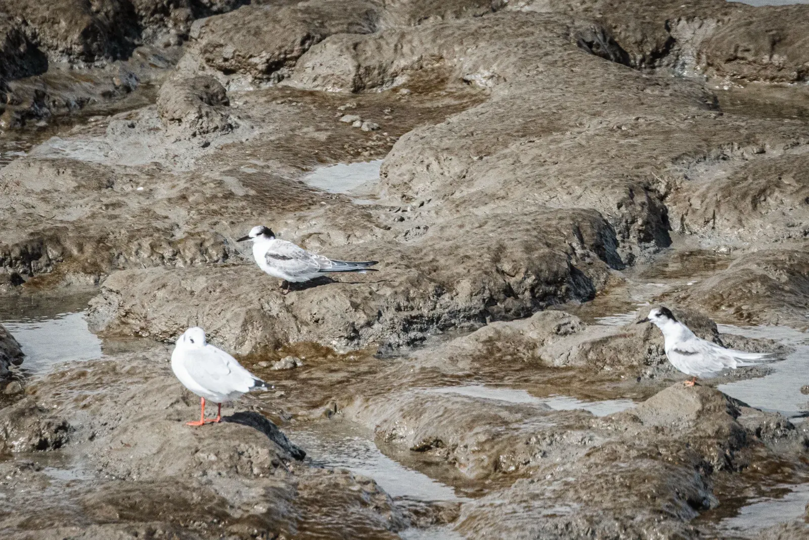 Vögel!